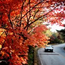 정령치로(60호선) Daum카페
