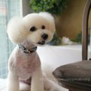 도그비숑 이미지