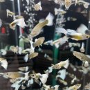 피쉬갤러리 천안점 이미지