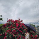 스테이유을 이미지