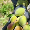 산에서 채취한 개복숭아 주문 받습니다~ 이미지