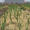 장항농장 이미지