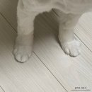 배곧한울초등학교 | 배곧 애견미용 몽실뜰 스트레스가 적은 1인 미용실 후기