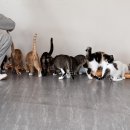 냥스테이 이미지