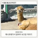 경사목장 | 강원 평창 가족여행 추천 모나용평 애니포레 | 발왕산 알파카목장 솔직후기