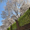 등촌4종합사회복지관 | - 사슴히의 나들이 : 서울 강서 벚꽃 예쁜곳 후기 (숨겨진장소, 우연히발견한 곳, 강서nc백화점, 더...