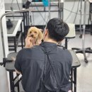 옥천애견미용 이미지