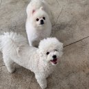 부산애견호텔 24시 강아지 유치원 미용 도그드림 서면점 | 부산 서면 애견호텔 24시간 후기 / 도그드림