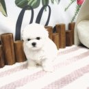 톰앤캣 광명고양이분양 | 광명강아지분양 찾아 떠난 특별한 여정의 기록