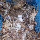 여수쭈꾸미 이미지