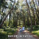 신비나리투어 | [울릉도 가볼만한곳] 나리분지 여행 후기 (주차·캠핑 가능 여부·산채비빔밥 총정리)