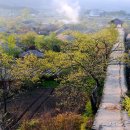 낙안 흑염소 이미지