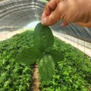 달밭농장 이미지