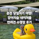 강아지숲 박물관 | 춘천 당일치기여행 반려견 수영장 강아지숲 네이처풀 후기
