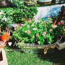 수아flower
