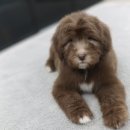 디자인독 이미지