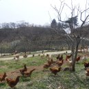 희망을일구는여성농민 영농조합법인 | &#39;마을기업&#39;이 마을을 살린다 - 산들조은 놓아 기른 유정란사업
