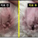 유기화동물의료센터 이미지