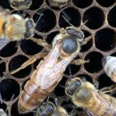 미국 통계는 미국 내 꿀벌 군집 수에 대해 상충되는 데이터를 보고합니다. 이미지