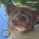 1882 | [❤️입양후기❤️] 1882. 시루🐶