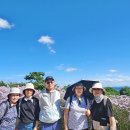 문경 봉천사 개미취 축제 이미지