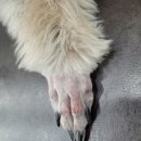 금빛동물수술센터 이미지