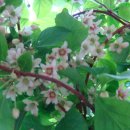 미자농장 이미지