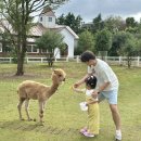 연두목장 | 아이와 제주도 여행 목장 길갈팜랜드 먹이주기 체험 추천