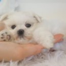 블리독 위례점 고양이강아지분양 말티푸 비숑 포메라니안 | 별내강아지분양 초미니 말티푸