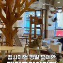 냥이싸롱 이미지