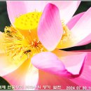 연꽃향