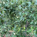 예안면보건지소 이미지