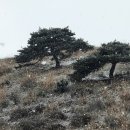 소나무 한우 목장 이미지