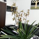 황금나무공인중개사사무소 이미지