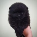 개츠비 켄넬 이미지