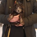 코코독(cocodog) 이미지