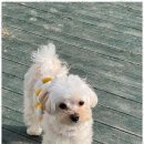 나랑애견유치원 이미지