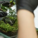 반려식물 테라리움 만들기 이미지