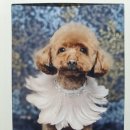 넘버원트리머 이미지