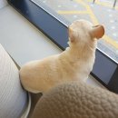 태산동물병원 이미지