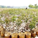 낙동가람 이미지