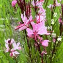 분홍바늘꽃 야생화를 찾아서(230) 이미지