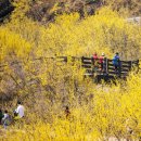 섬진강 솔밭이 보이는 풍경 | 구례 산수유꽃축제 정보 개막공연 프로그램 주변여행지 교통편 숙박