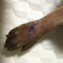 아마존 동물병원 이미지