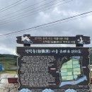 회진시장 | 전남 장흥 선학동마을 메밀꽃 회진 코스모스 10월 가볼만한 곳 강추