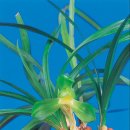 순천-55호 이미지