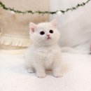 미오미오 고양이분양 이미지