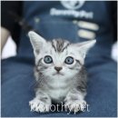 대구고양이분양 도로시펫 이미지