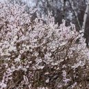 언덕나무펜션 이미지