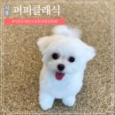 퍼피클래식 | 은계호수공원카페 ㅣ 뷰맛집 애견동반카페 퍼피클래식 후기